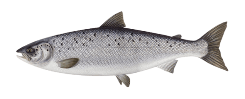 La frescura de las aguas del sur de Chile es ideal para el cultivo del Salmón Atlántico, un pez grande, de cuerpo alargado y con un característico color plateado con puntos negros en su cuerpo. Su carne es muy versátil para todo tipo de cortes, además de ser muy saludable por su alto contenido de proteínas y Omega-3. - Producto de Aqua Chile