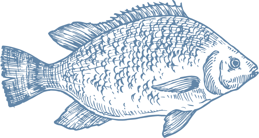 La Tilapia es un alimento bajo en calorías que es rico en proteínas, minerales y vitaminas esenciales. La Tilapia de AquaChile se cultiva en aguas dulces en Costa Rica, con mucho cuidado por su bienestar, el medio ambiente y la salud de quiénes van a consumirla. - Producto de Aqua Chile
