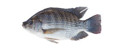 La Tilapia es un alimento bajo en calorías que es rico en proteínas, minerales y vitaminas esenciales. La Tilapia de AquaChile se cultiva en aguas dulces en Costa Rica, con mucho cuidado por su bienestar, el medio ambiente y la salud de quiénes van a consumirla. - Producto de Aqua Chile